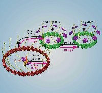 Quantum Biology of Photosynthesis